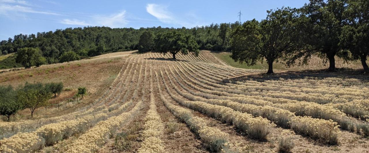 Il Poggio Di Teo Vila Manciano Exterior foto
