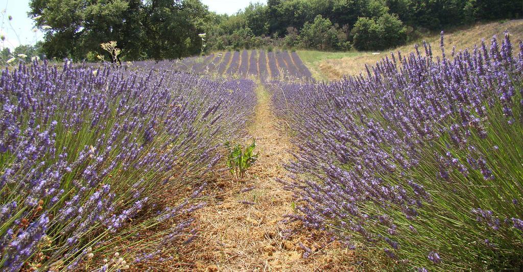 Il Poggio Di Teo Vila Manciano Exterior foto